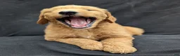 Goldendoodle dogs for sale: Rusty - Ad 2