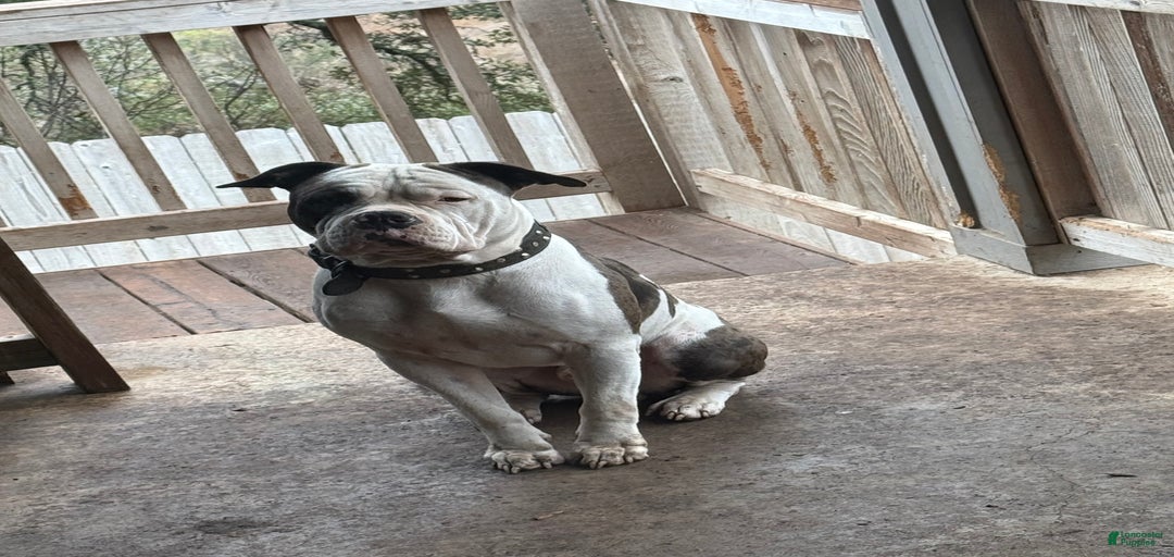 Gallery Image {{count}}