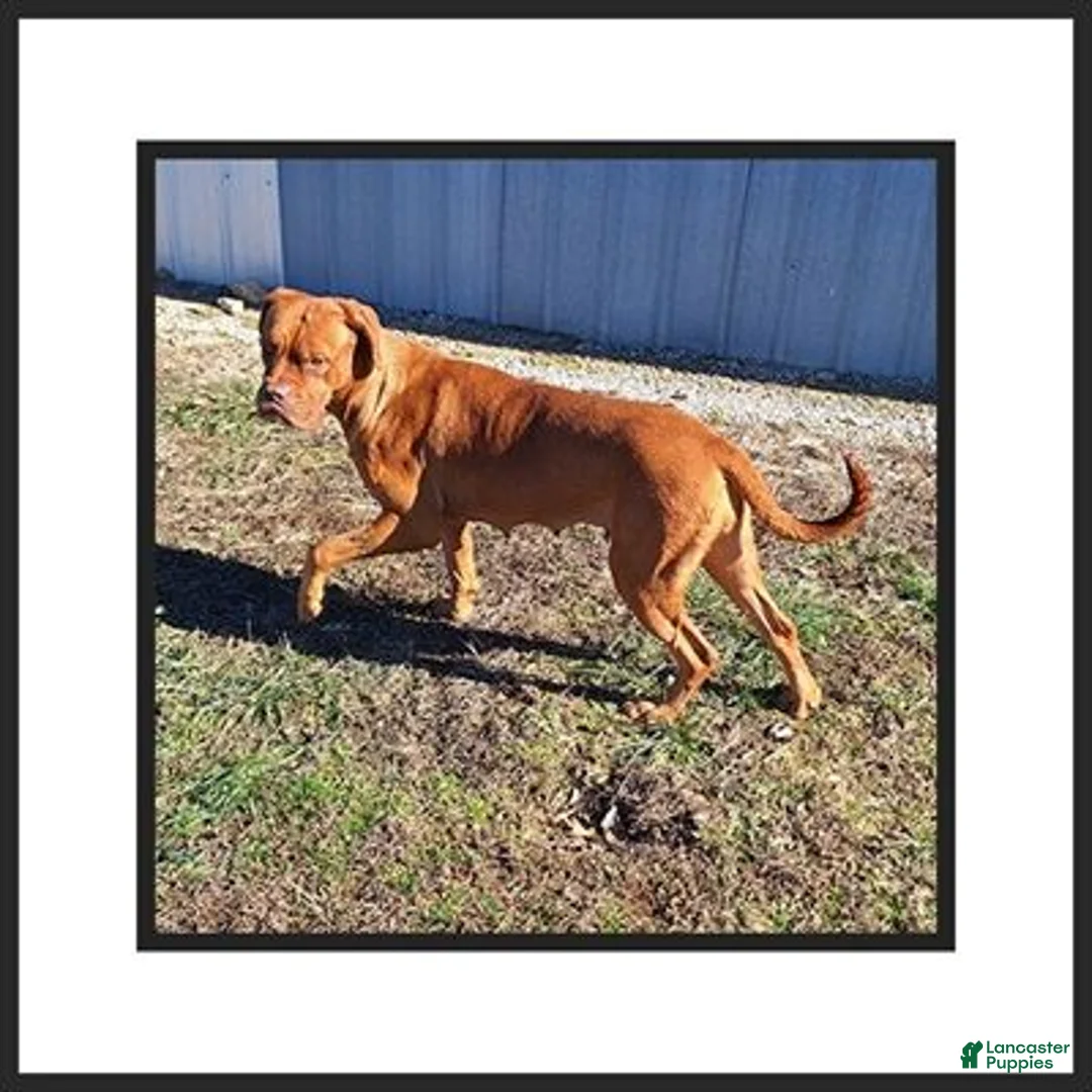 Dogue De Bordeaux dogs for sale: Beasley - Ad 2