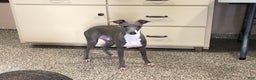 Italian Greyhound dogs for sale: Clayton - Ad 9