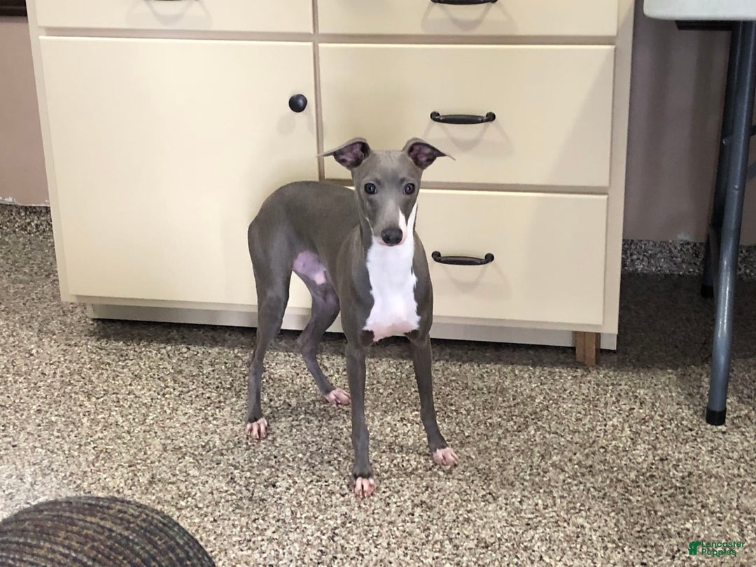 Italian Greyhound dogs for sale: Clayton - Ad 9