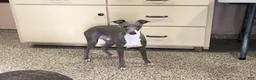 Italian Greyhound dogs for sale: Clayton - Ad 9