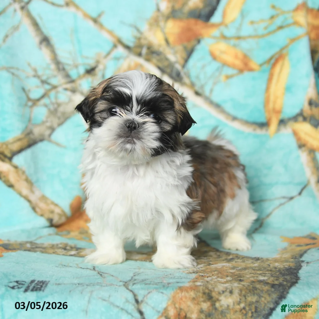 Shih Tzu dogs for sale: Fluffy - Ad 2