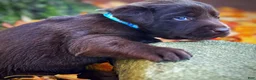 Labrador Retriever dogs for sale: Labrador Retriever 1 - Ad 18