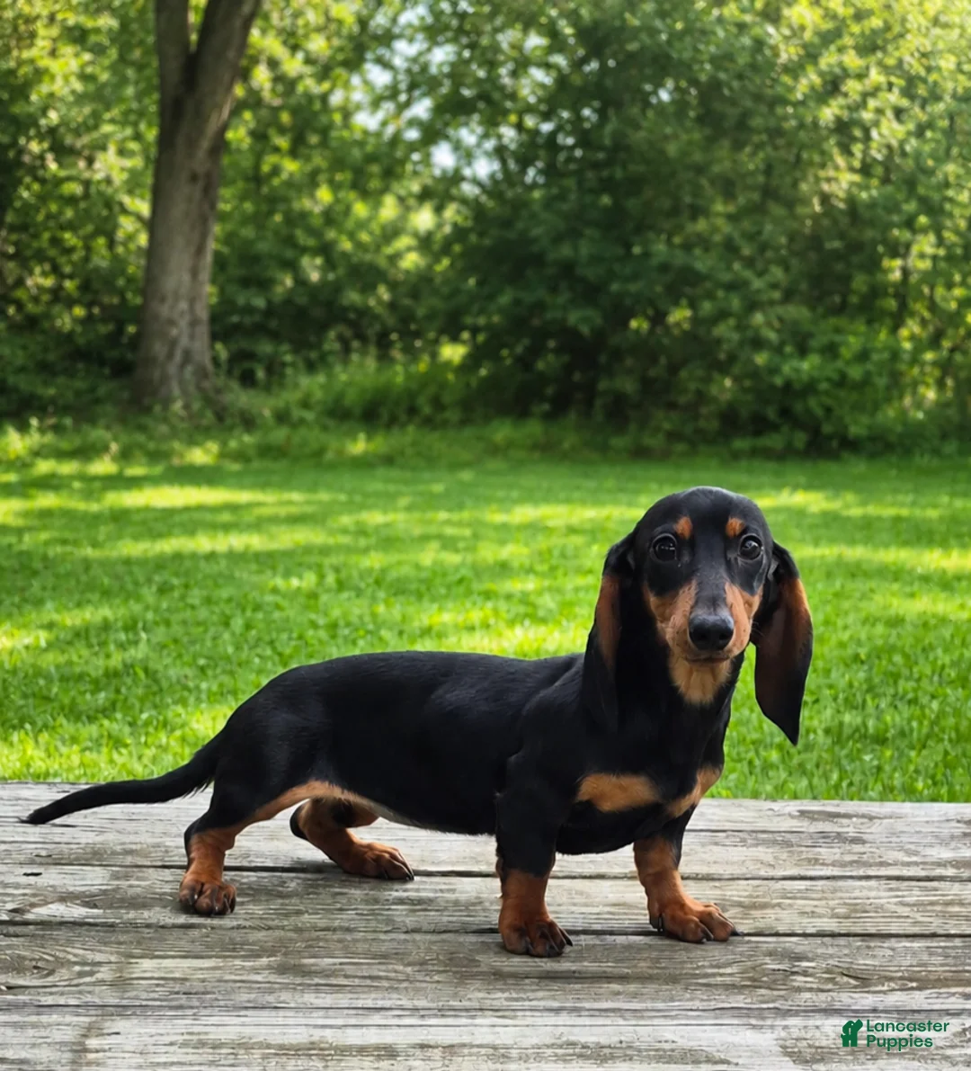 Miniature Dachshund dogs for sale: Abby - Ad 1