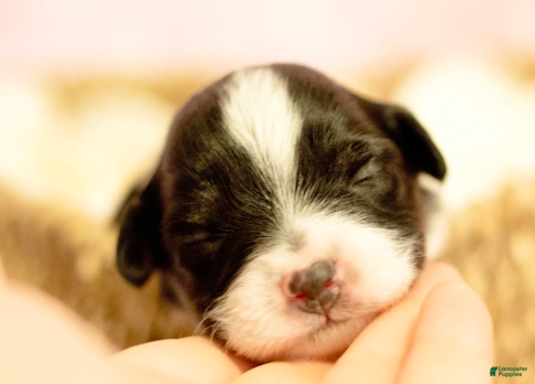 Toy Australian Shepherd dogs Poppy - Ad 9