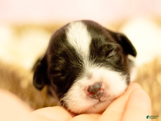 Toy Australian Shepherd dogs Poppy - Ad 3