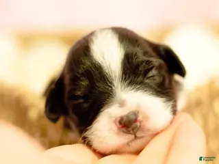 Toy Australian Shepherd dogs Poppy - Ad 1