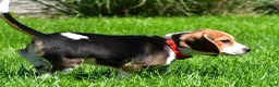 Beagle dogs for sale: Bruno - Ad 8