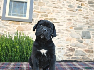 Cane Corso dogs - Ad 16
