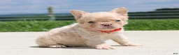 French Bulldog dogs for sale: Fido - Ad 5