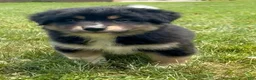 Mixed Breed dogs for sale: Bear - Ad 1