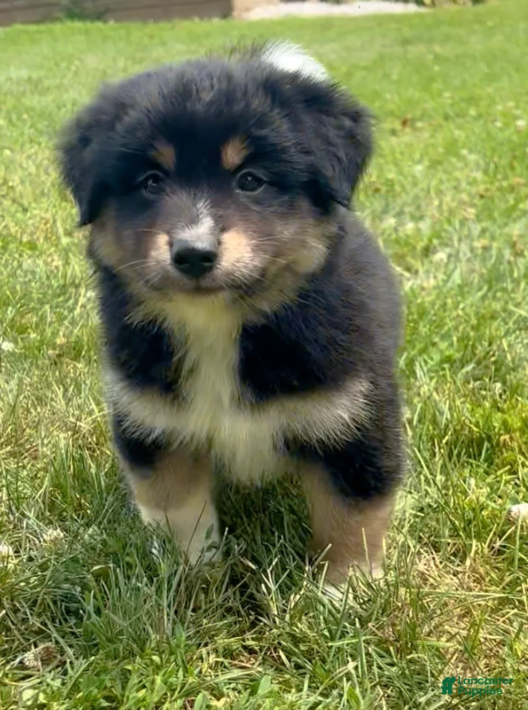 Mixed Breed dogs for sale: Bear - Ad 1