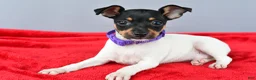 Toy Fox Terrier dogs for sale: Daisy - Ad 4