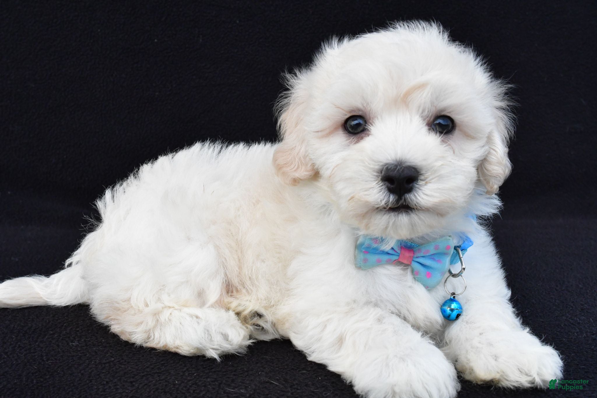 Maltipoo dogs Tucker - Ad 2