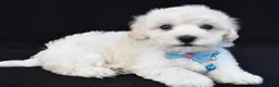 Maltipoo dogs for sale: Tucker - Ad 2