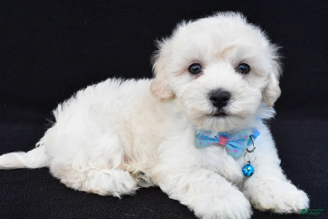 Maltipoo dogs for sale: Tucker - Ad 2