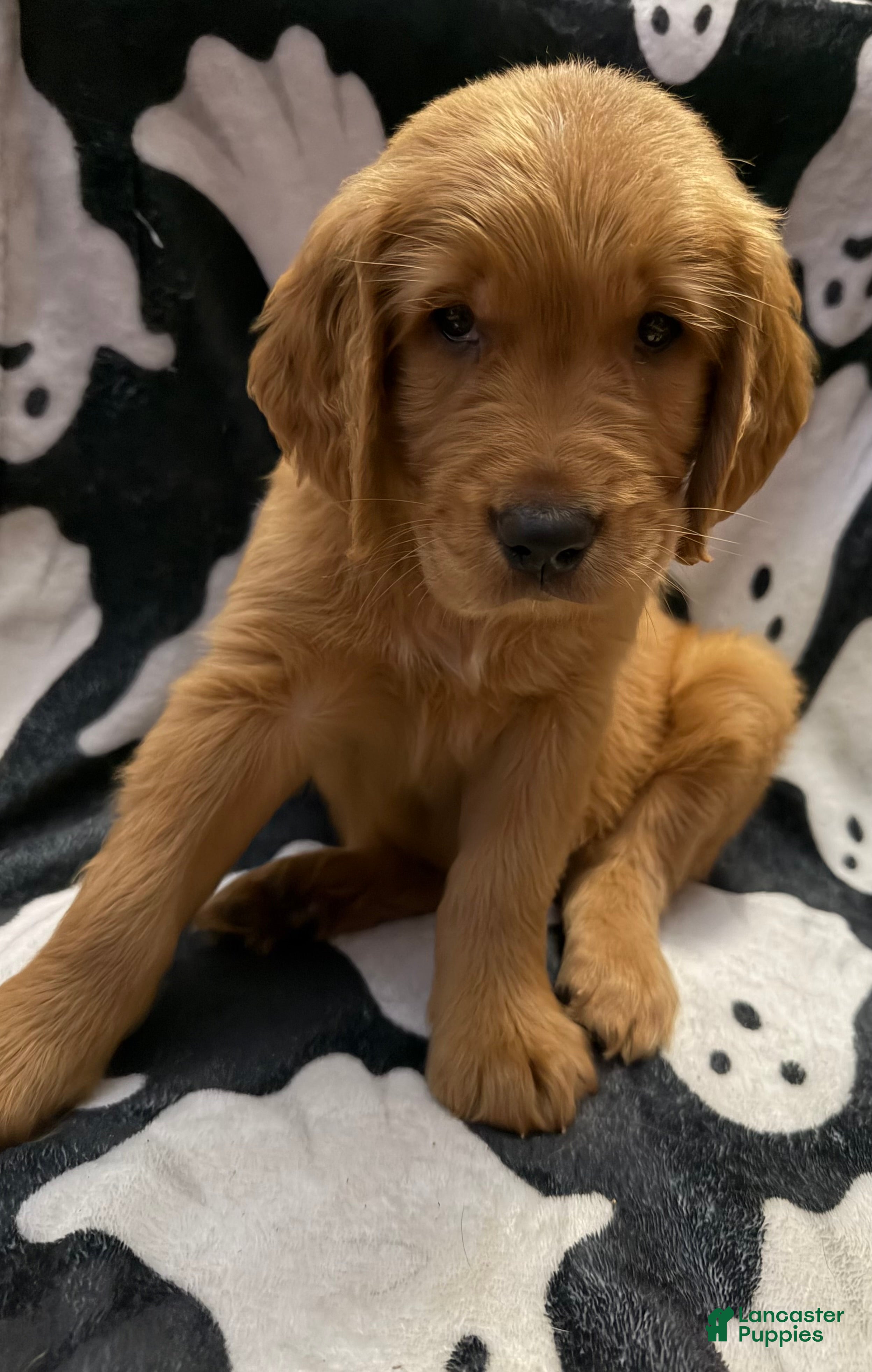 Golden Retriever dogs for sale: Michael - Ad 4