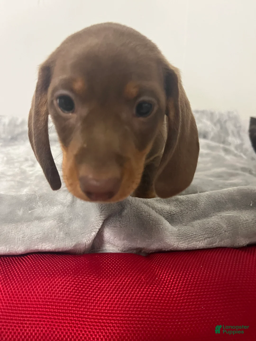 Miniature Dachshund dogs for sale: Gary  - Ad 1
