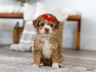 Mini Bernedoodle dogs - Ad 9