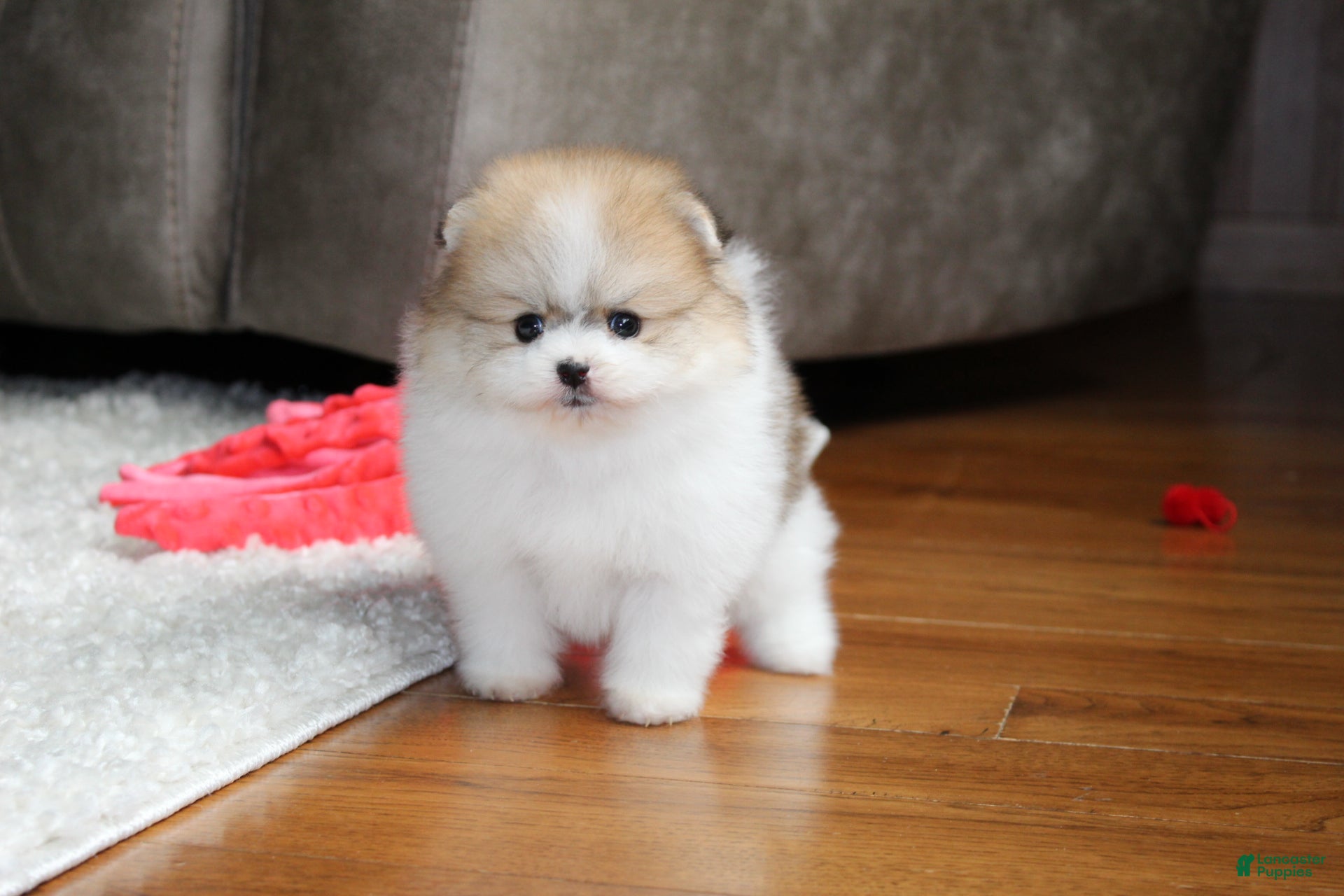 Pomeranian dogs Teacup Preston - Ad 2