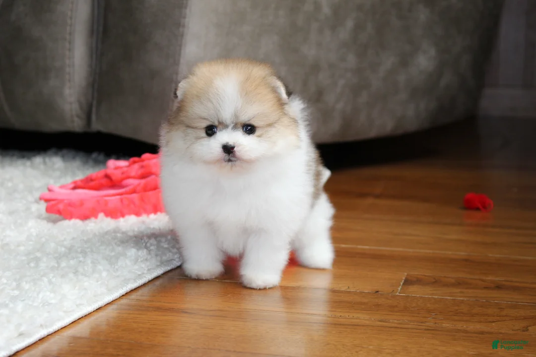Pomeranian dogs for sale: Teacup Preston - Ad 2