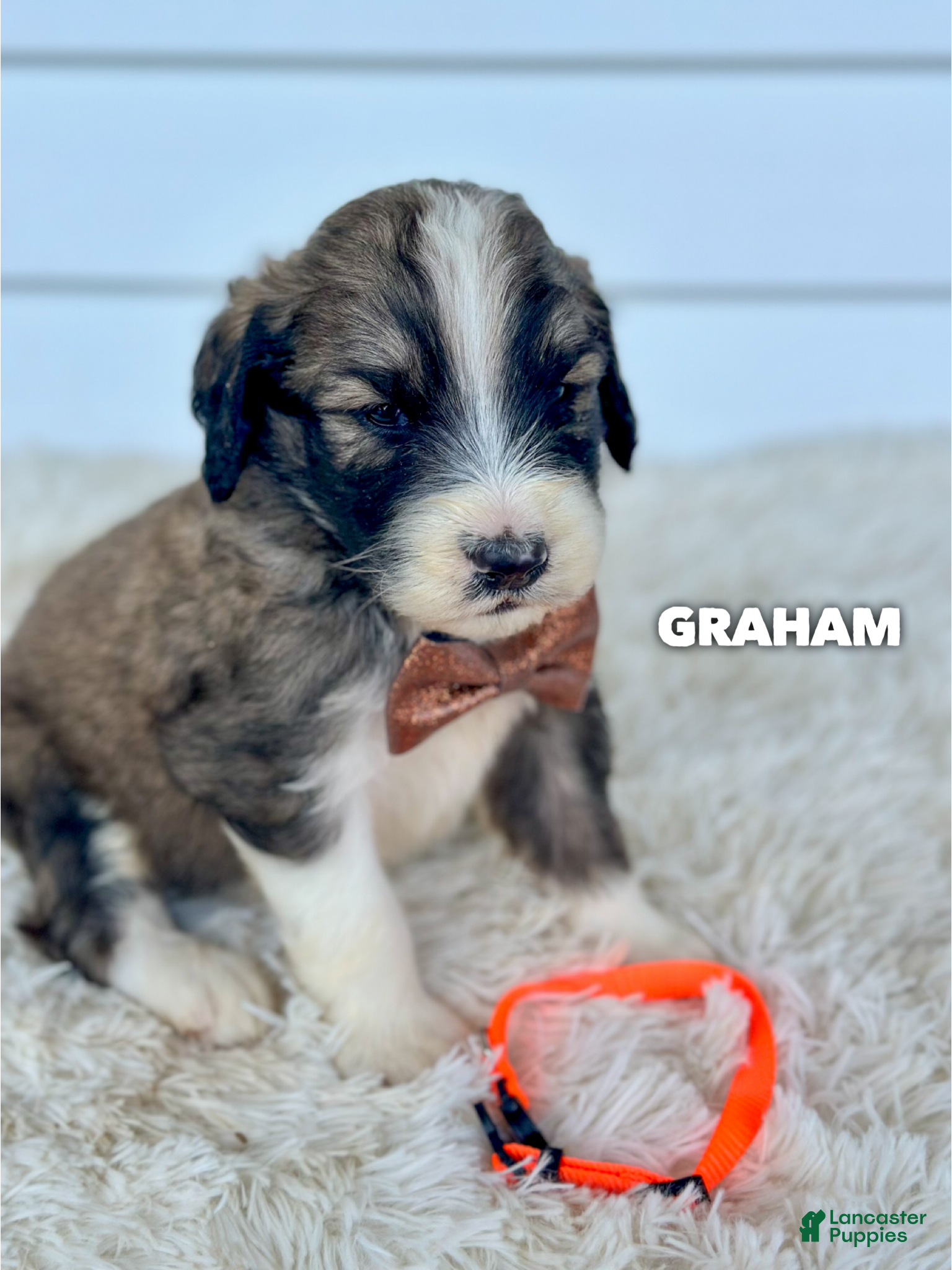 Graham (Saint Berdoodles, Male) in Columbia City, IN