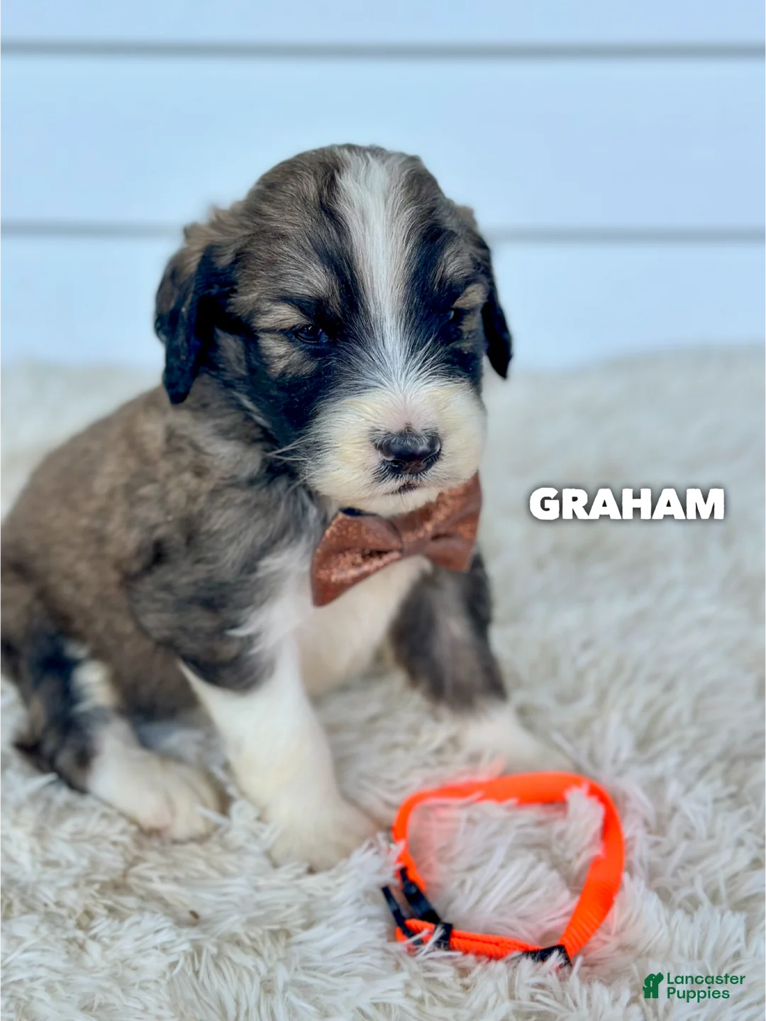 Saint Berdoodles dogs for sale: Graham - standard f1b - Ad 1