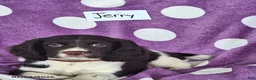English Springer Spaniel dogs for sale: Jerry - Ad 6