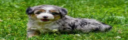 Mini Aussiedoodle dogs for sale: Gabby - Ad 3