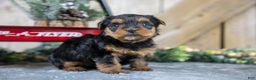 Yorkshire Terrier dogs for sale: Roxie - Ad 2