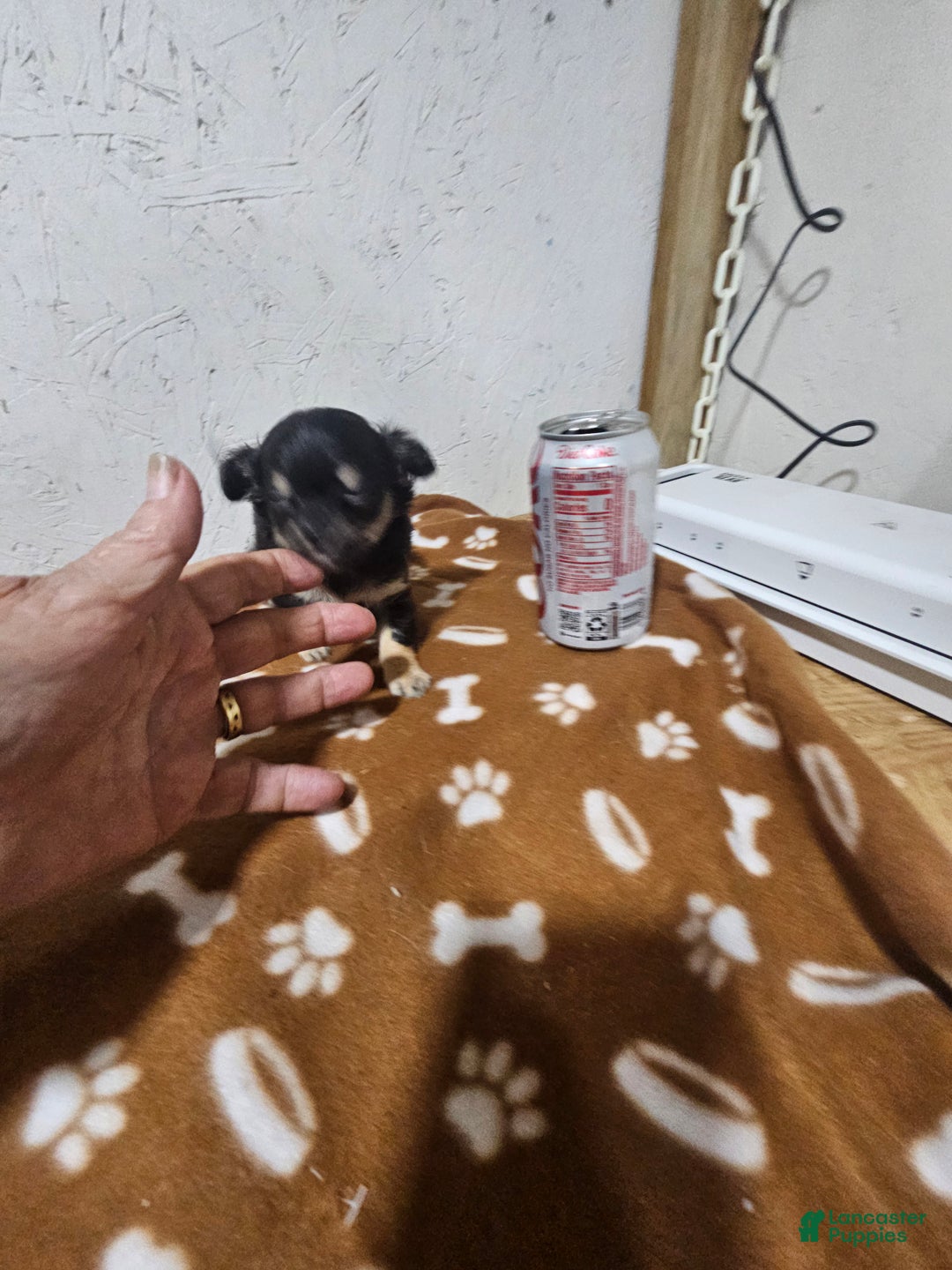 Chihuahua dogs for sale: Fredrick - Ad 5