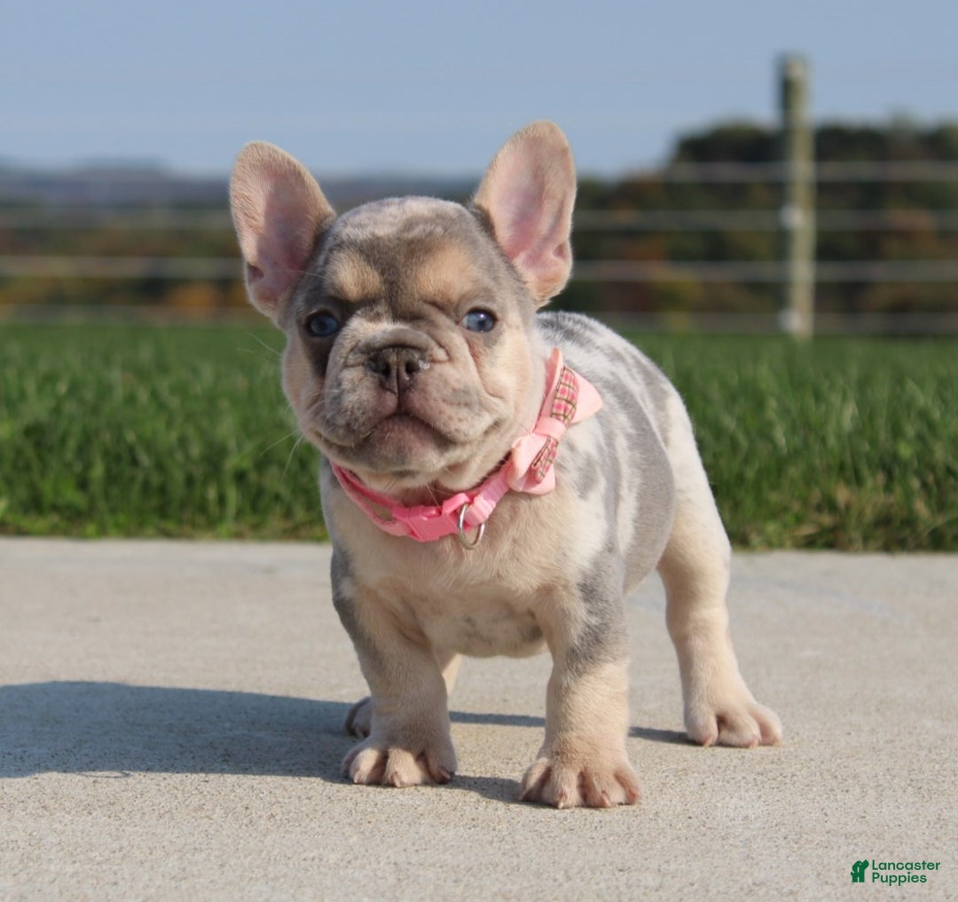 French Bulldog dogs for sale: Ava - Ad 5