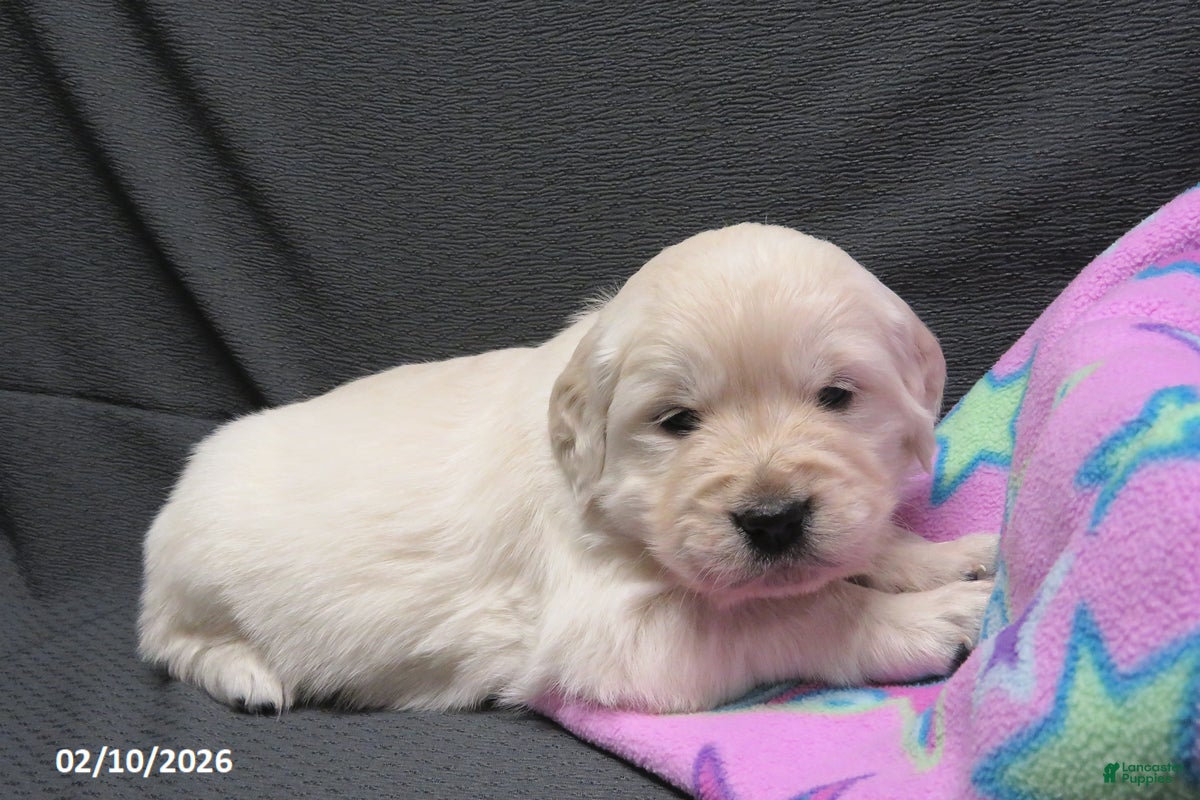 Golden Retriever dogs Candy - Ad 10