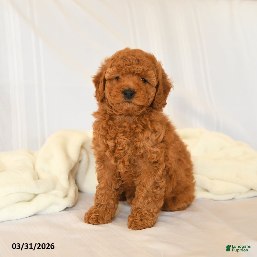Miniature Poodle dogs Flash - Ad 2