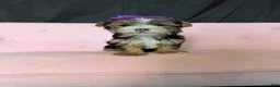 Yorkshire Terrier dogs for sale: Sweet Parti Girl Bambi - Ad 7