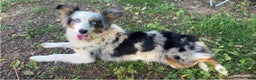 Miniature Australian Shepherd dogs for sale: RED - Ad 6