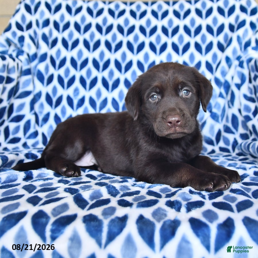 Labrador Retriever dogs Carmen - Ad 1