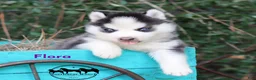 Siberian Husky dogs for sale: Flora Texas can transport - Ad 4