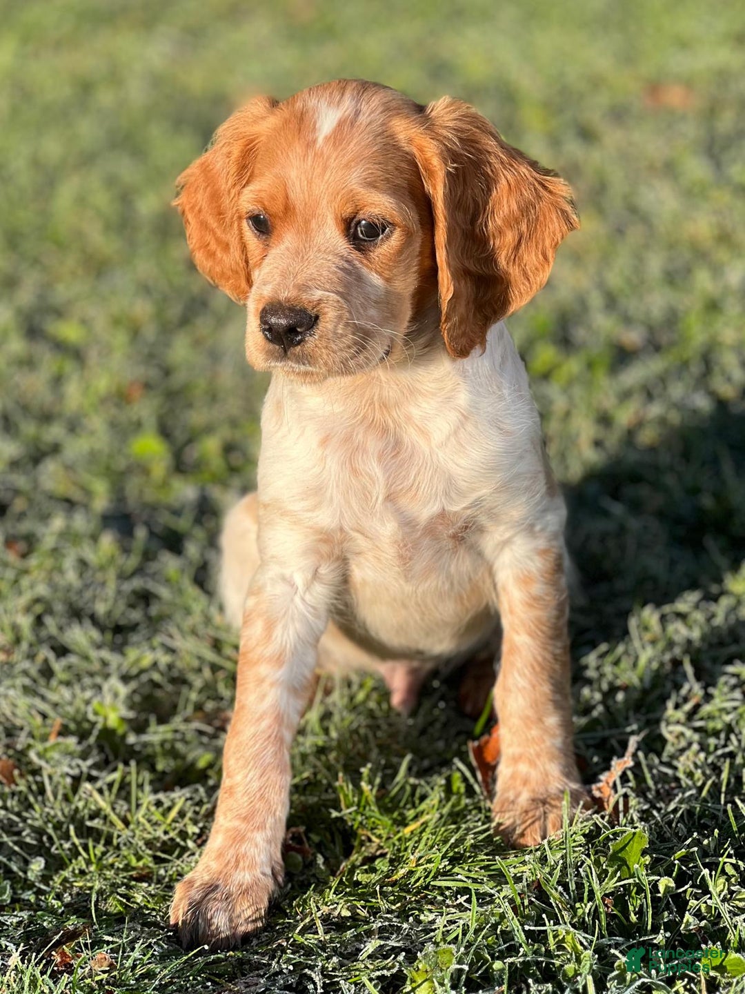 Brittany Spaniel dogs for sale: Dash - Ad 2