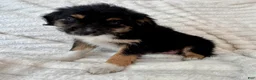 Mixed Breed dogs for sale: Bruno - Ad 2