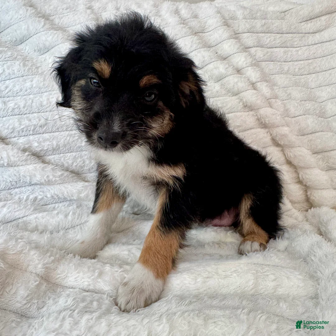 Mixed Breed dogs for sale: Bruno - Ad 2