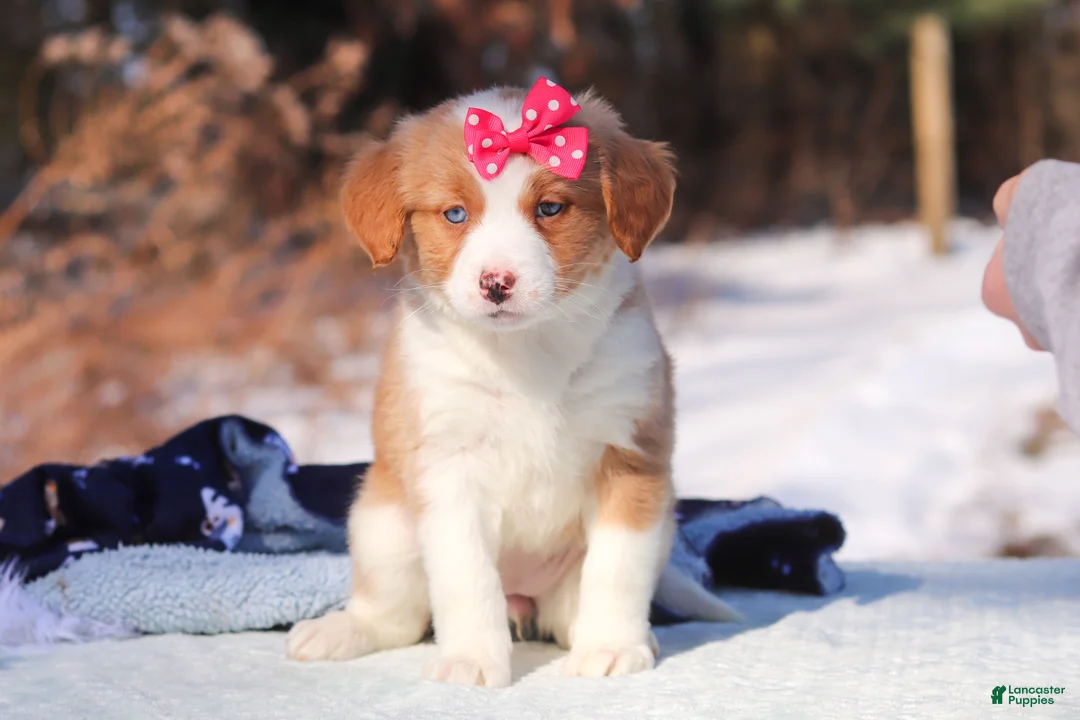 Mini Bernedoodle dogs for sale: Charlotte - Ad 2