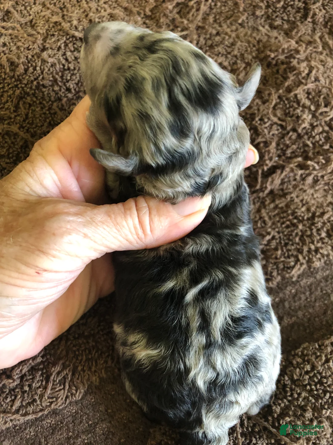 Toy Poodle dogs for sale: Stanley - Ad 2