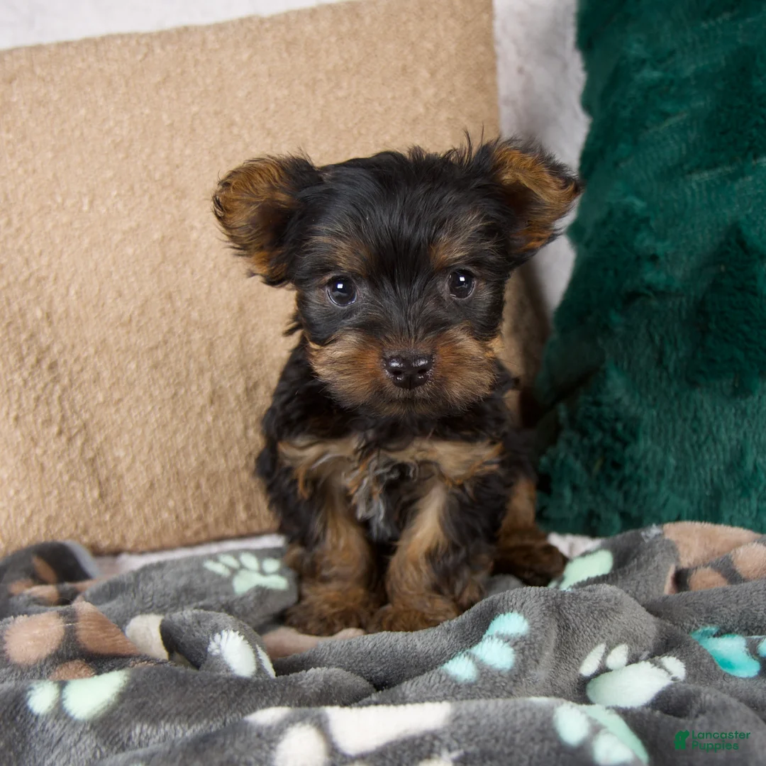 Yorkshire Terrier dogs for sale: Gabby - Ad 4