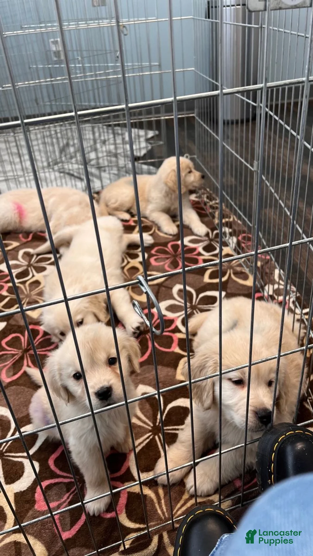 Golden Retriever dogs for sale: Golden Retriever Puppy 1 - Ad 2