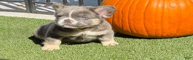 French Bulldog 3
