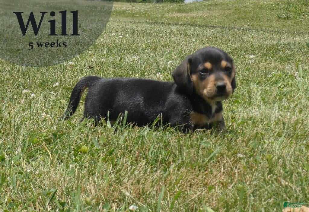 Dachshund dogs Will  - Ad 1