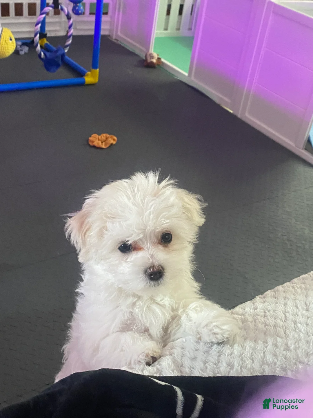 Maltese dogs for sale: Maltese Puppy 3 - Ad 1