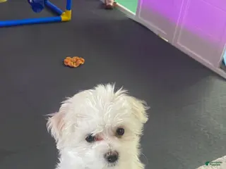 Maltese dogs Maltese Puppy 3 - Ad 34